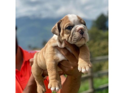 İngiliz Bulldog Yavru Köpekler