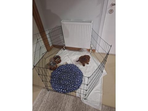 2.5 Aylık İlk Aşıları Yapılmış Küçük Boy Poodle