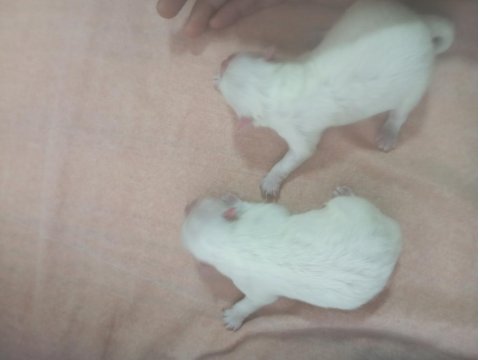 Süt Beyaz Ayı Surat Pomeranian Boo Anne Bana Kalitelidir