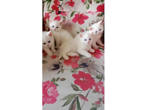 Yavru Beyaz British Shorthair