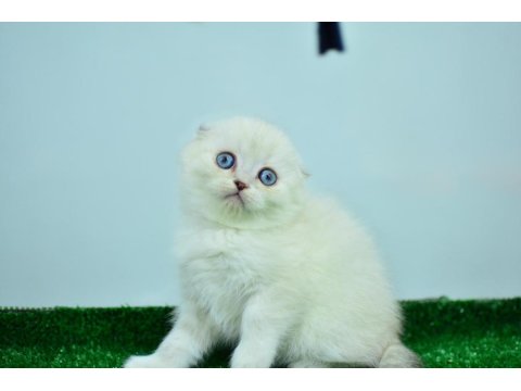 Bembeyaz Ns 11 33 Scottish Fold