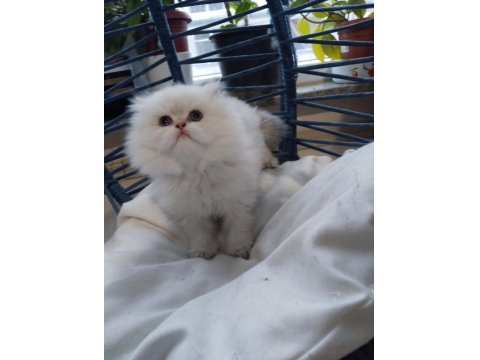 Babasının Oğlu Safkan British Longhair