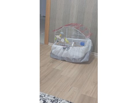 Çift Damızlık Mutasyon Forpus Papağanı