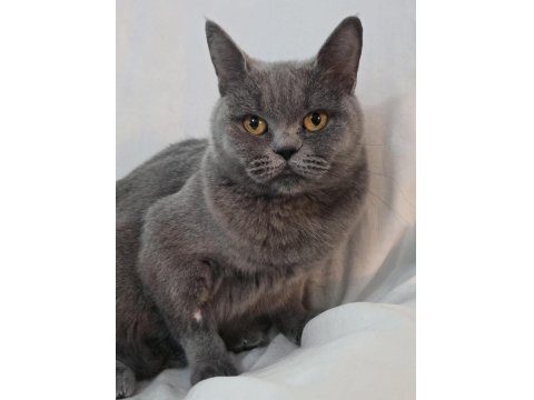 Kedimiz Sophie Ömürlük Yuvasını Arıyor