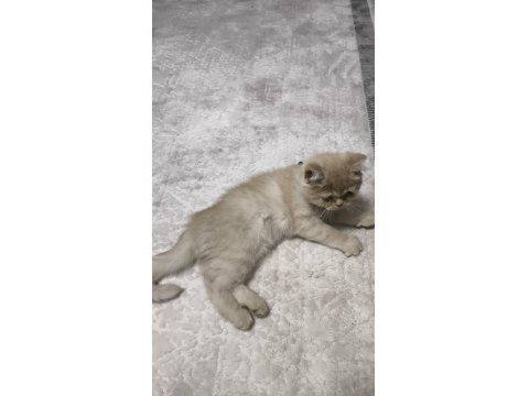 2 Buçuk Aylık Erkek Kedimiz Exotic Shorthair