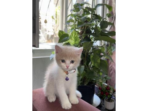 2.5 Aylık Yavru Anne Scottish Baba British