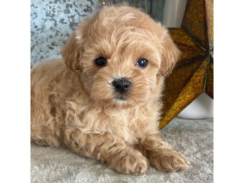 Aşk Bahçesi Maltipoo