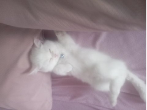 2 Buçuk Aylık Erkek Kedimiz