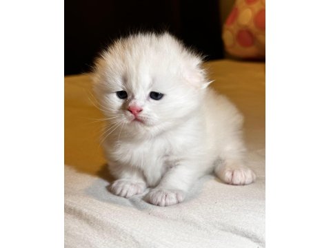 2 Aylık Ayı Surat Uzun Tüylü Scottish Fold