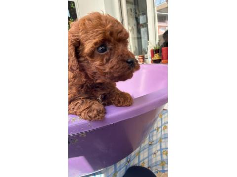 50 Günlük Dişi Kore Toy Poodle