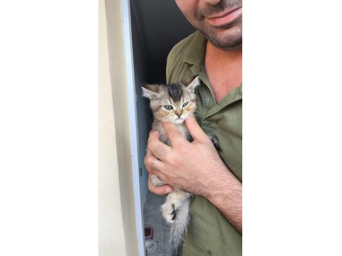 Masum Yüzlü Huzur Kaynakları Kediler 3 Üzler