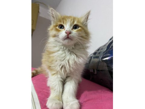 4 Aylık Kedim Satılıktır
