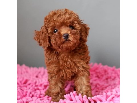 Mükemmel Toy Poodle Yavruları