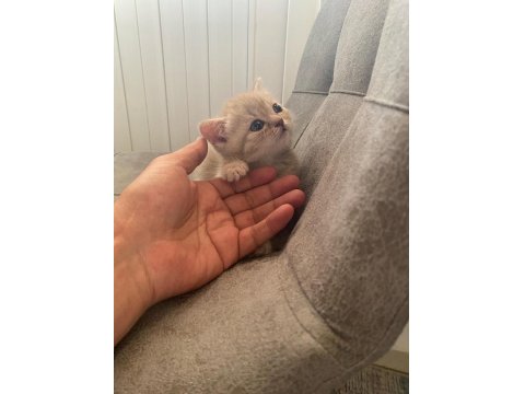 Top Kafa Gri Scottish Fold Ve Silver British Shorthair