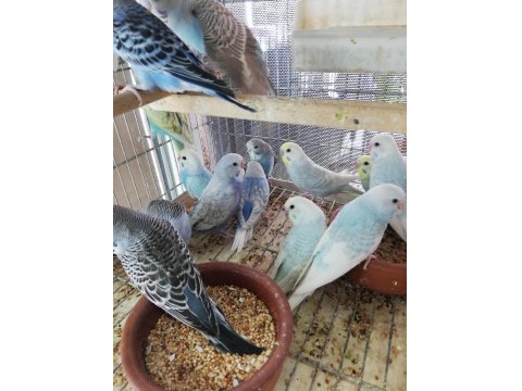 Yavru Muhabbet Kuşu Erkek