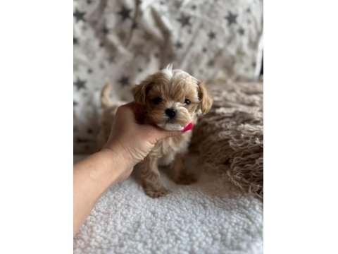 Maltipoo En Küçük Boy Yavrularımız
