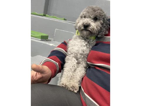 3 Yaşında Dişi Silver Poodle