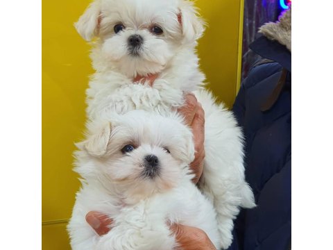 Fci A Şecere Kore Kan Maltese Yavruları