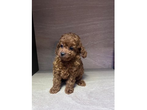 Kore 56 Günlük Toy Poodle Dişi Ve Erkek Yuva Arıyor