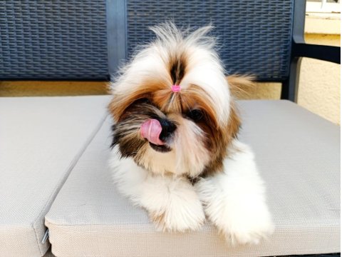 Eşsiz Güzellikte Shih Tzu Yavruları