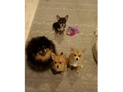 2.5 Aylık Chihuahua Yavruları 2 Erkek Ve 1 Dişi