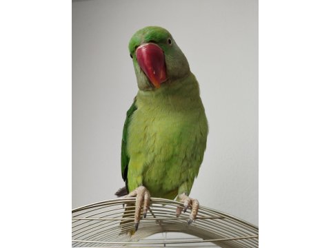 8-9 Aylık Erkek Alexander Tekirdağ İçi Elden Teslim