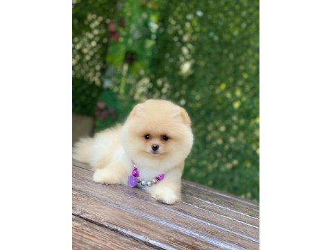 Orjinal Ayıcık Surat Dişi Pomeranian Boo