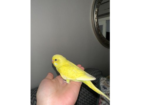 Yeni Yeme Düşen Muhabbet Kuşu Yavrular Esenler İstanbul