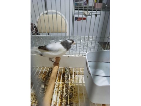 Erkek Malta Eğitici Kuştur