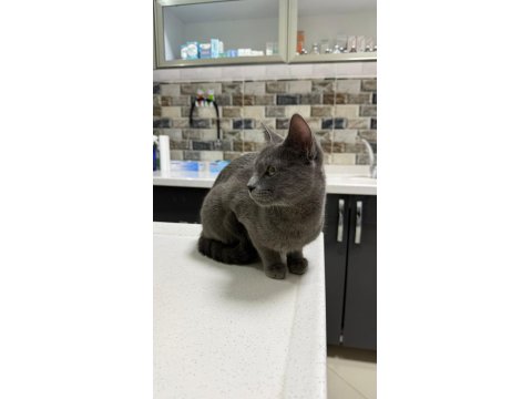 Acil Sahiplendirme Kedi