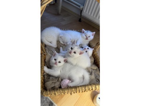 Sahiplendirmeye Hazır 5 Kardeş Kedimiz