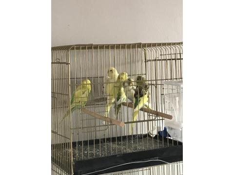 3-6 Aylık Arası Muhabbet Kuşu Bebişler