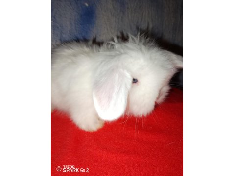 Teddy Lop Tavşan Yavrular 30 Günlük Mavi Göz