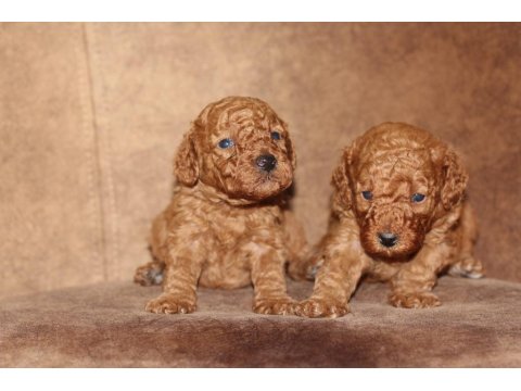 Red Poodle Yavrular İzmir