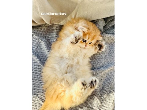 Fas Kanli Golden British Longhair Kedi