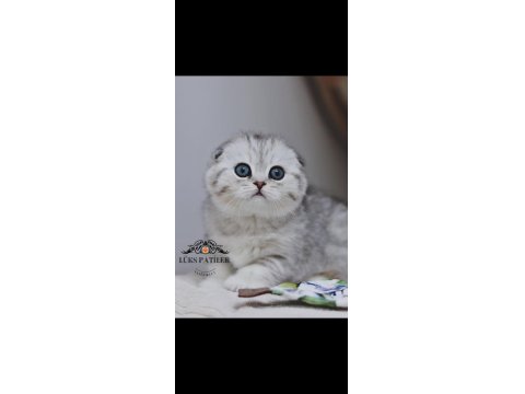 Canım Tosbik Silver Scottish Fold Shorthair