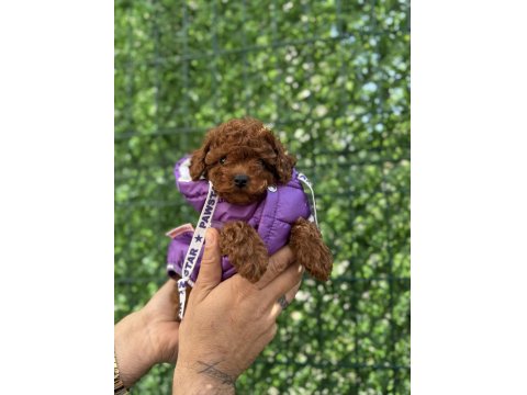 Çok Şirin Toy Poodle Bebeğimiz