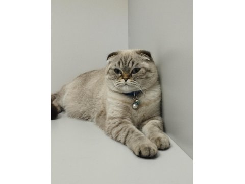Blue Point 2 Yaşında Scottish Fold