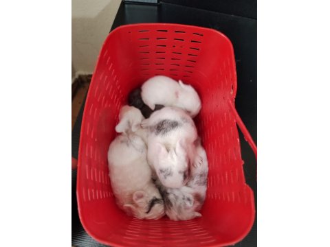 Hollanda Cüce Tavşan Yavruları