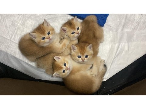 Safkan British Shorthair Yavrularım