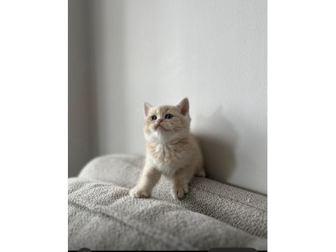 Acil Sahiplendirme 2 Aylık Kedimiz