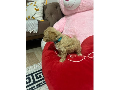 Dişi Aylık Poodle