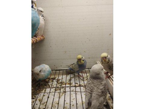 Yerli-Jumbo Kırığı-Show Jumbo Muhabbet Kuşlar