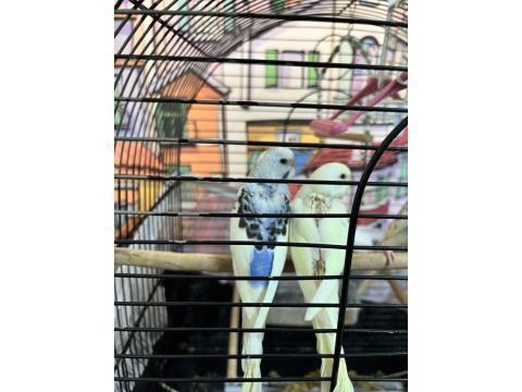 3 Adet Yavru Muhabbet Kuşu