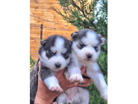 Sibirya Kurdu Bebek Köpekler