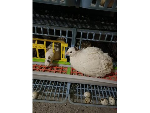 Teksas Bıldırcını Yumurtlar Vaziyette