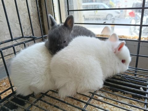 Türkiye'nin Her İline Gönderim Cüce Tavşan Yavruları