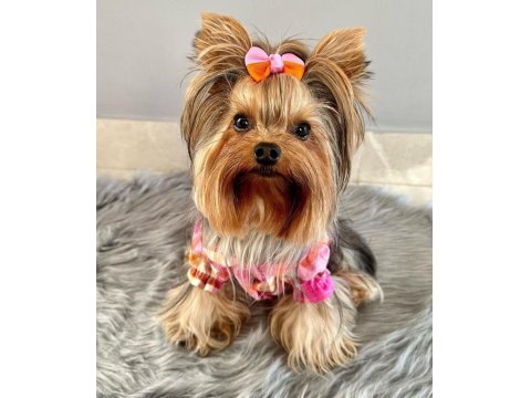 Teacup Mini Yorkshire Terrier