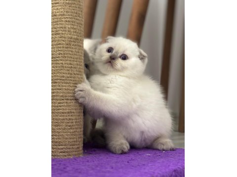 45 Günlük Bebek Kediler