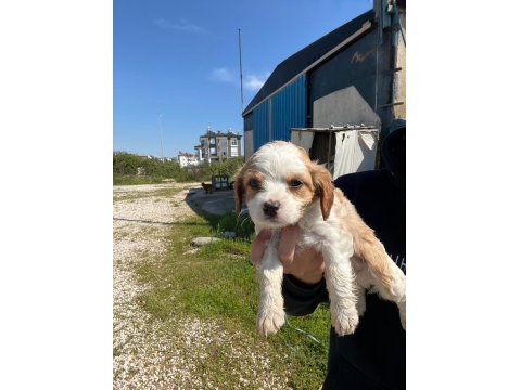 Satılık 45 Günlük American Cocker Yavrular Yeni Yuva Arıyor